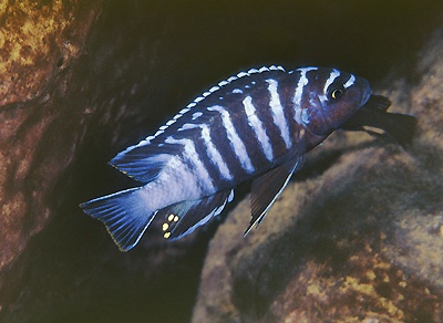 Maylandia sp. 'cave manda' Manda